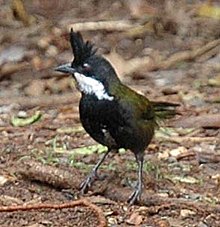 Eastern whipbird (Psophodes olivaceus) Easternwhipbird2.jpg