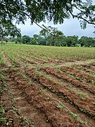 Finger millet farm 04.jpg