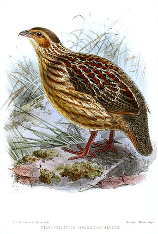 <span class="mw-page-title-main">Grey-striped spurfowl</span> Species of bird