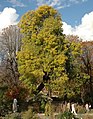 in Jardin des plantes in Paris