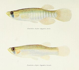 <i>Fundulus dispar</i> Species of fish