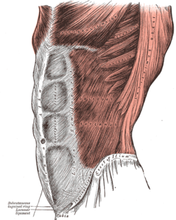 Linea alba (abdomen) fibrous structure of the abdomen