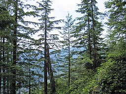 Grouse Mountain, Canada