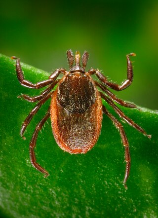 <i>Ixodes pacificus</i> Species of arachnid