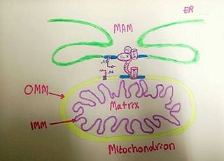 <span class="mw-page-title-main">Mitochondria associated membranes</span> Cellular structure