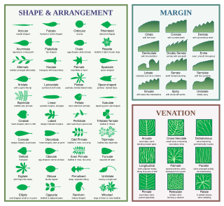 <span class="mw-page-title-main">Glossary of leaf morphology</span>