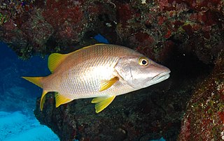 <span class="mw-page-title-main">Schoolmaster snapper</span> Species of fish