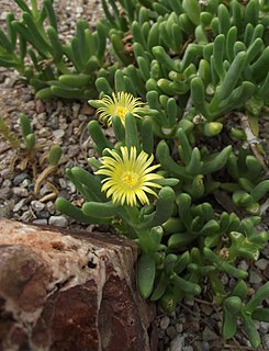 <i>Malephora lutea</i> Species of plant