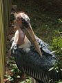 Marabou Stork