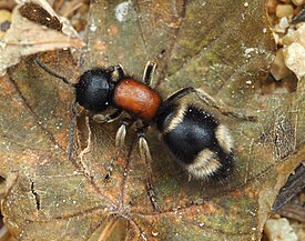 Самка Mutilla marginata