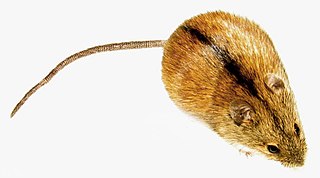 <span class="mw-page-title-main">Striped field mouse</span> Species of rodent