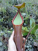 Nepenthes sanguinea