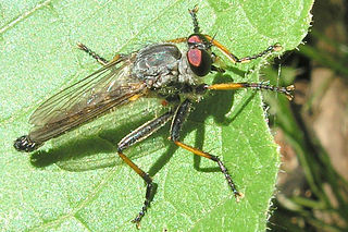 <i>Neoitamus cyanurus</i> Species of insect