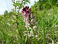 Neotinea ustulata France - Offendorf (Bas-Rhin)