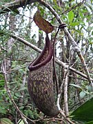 Nepenthes rigidifolia