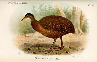 <span class="mw-page-title-main">Hooded tinamou</span> Species of bird