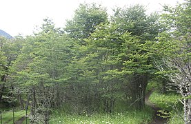 Nothofagus antarctica.