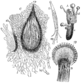 A: Gekiemd sclerotium (moederkoren) met stroma, B:stroma met peritheciën, C:Perithecium met asci, D:Ascus met draadvormige sporen.