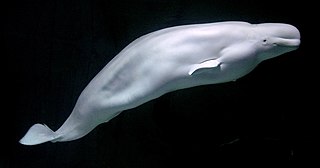 <span class="mw-page-title-main">Beluga whale</span> Species of whale