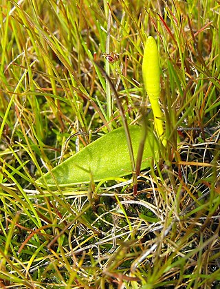 <i>Ophioglossum californicum</i> Species of fern in the family Ophioglossaceae