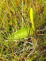 Ophioglossum californicum