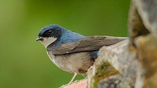 Brown-bellied swallow Species of bird