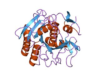 <span class="mw-page-title-main">Proteinase K</span> Broad-spectrum serine protease