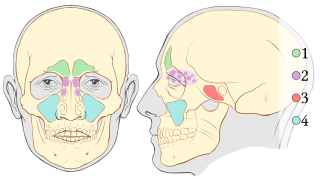 <span class="mw-page-title-main">Skeletal pneumaticity</span> Presence of air spaces within bones