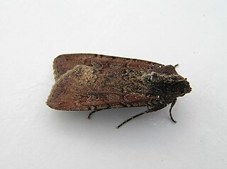 <i>Peridroma saucia</i> Species of moth