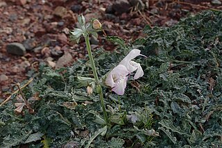 <i>Salvia taraxacifolia</i> Species of plant in the family Lamiaceae