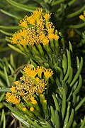 Senecio barbertonicus