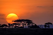 Howlsedhes y'n Serengeti gans gwedhen Vachellia tortilis (Dren Glawlen)