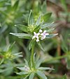 Sherardia arvensis 050731.jpg