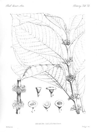 <span class="mw-page-title-main">Siparunaceae</span> Family of flowering plants