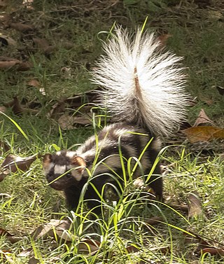 <span class="mw-page-title-main">Southern spotted skunk</span> Species of carnivore