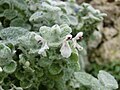 Stachys saxicola