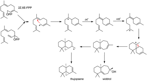 ThujopseneBiosynthesis.png