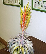 Tillandsia xerographica