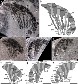 <i>Ursulinacaris</i> Extinct genus of hurdiid radiodonts