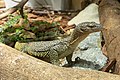 マングローブオオトカゲ Varanus indicus