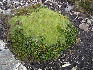 <i>Azorella</i> Genus of plants