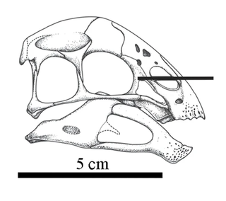 <i>Yulong mini</i> Extinct species of dinosaur