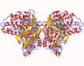 <span class="mw-page-title-main">Asparagine synthase (glutamine-hydrolysing)</span>