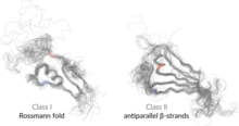 Alignment of the core domains of aminoacyl-tRNA synthetases class I and class II. Essential binding site residues (Backbone Brackets and Arginine Tweezers) are colored. N-terminal residues are highlighted in blue, C-terminal in red. Aars alignment.png