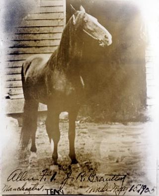 <span class="mw-page-title-main">Black Allan (horse)</span> Foundation sire of the Tennessee Walking Horse