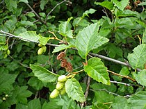 Vruchten en elzenproppen van de groene els.