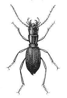 Amblycheila cylindriformis.jpg