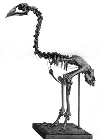 <span class="mw-page-title-main">Adzebill</span> Extinct genus of birds