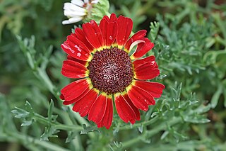 Anthemideae Tribe of flowering plants