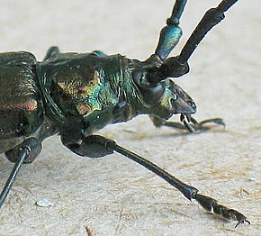 Aromie musquée (Aromia moschata)